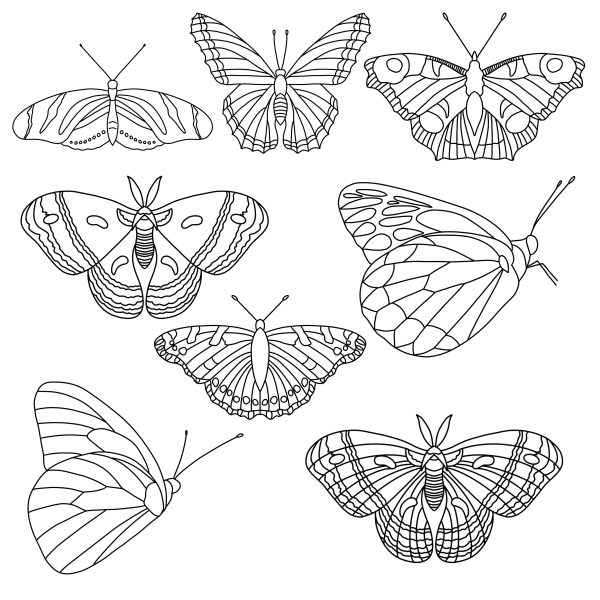 Butterfly Graphic Elements