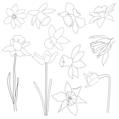 Daffodil Graphic Elements