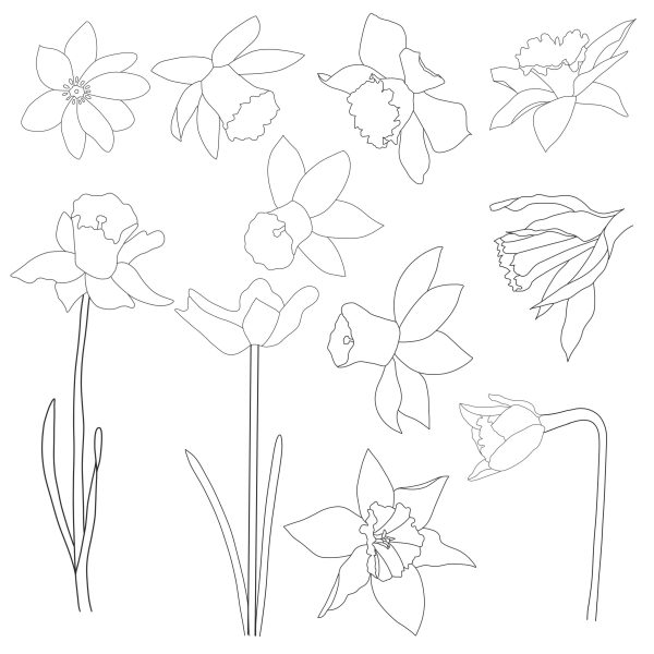 Daffodil Graphic Elements