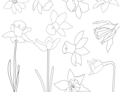 Daffodil Graphic Elements