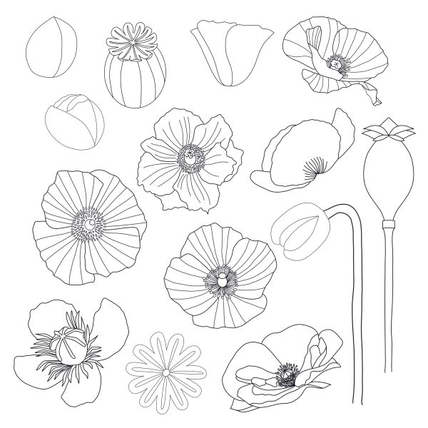 Poppy Graphic Elements