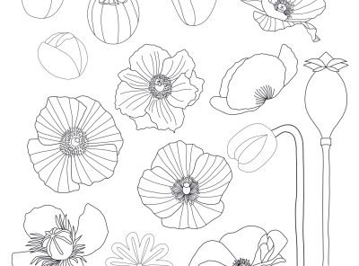 Poppy Graphic Elements