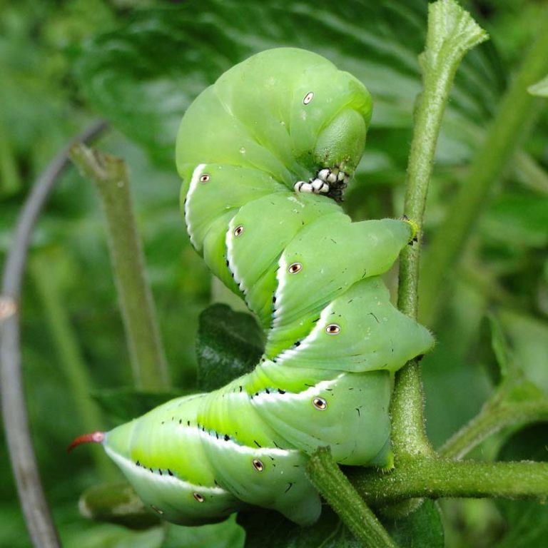 Green Hornworm – Tomato Hornworm