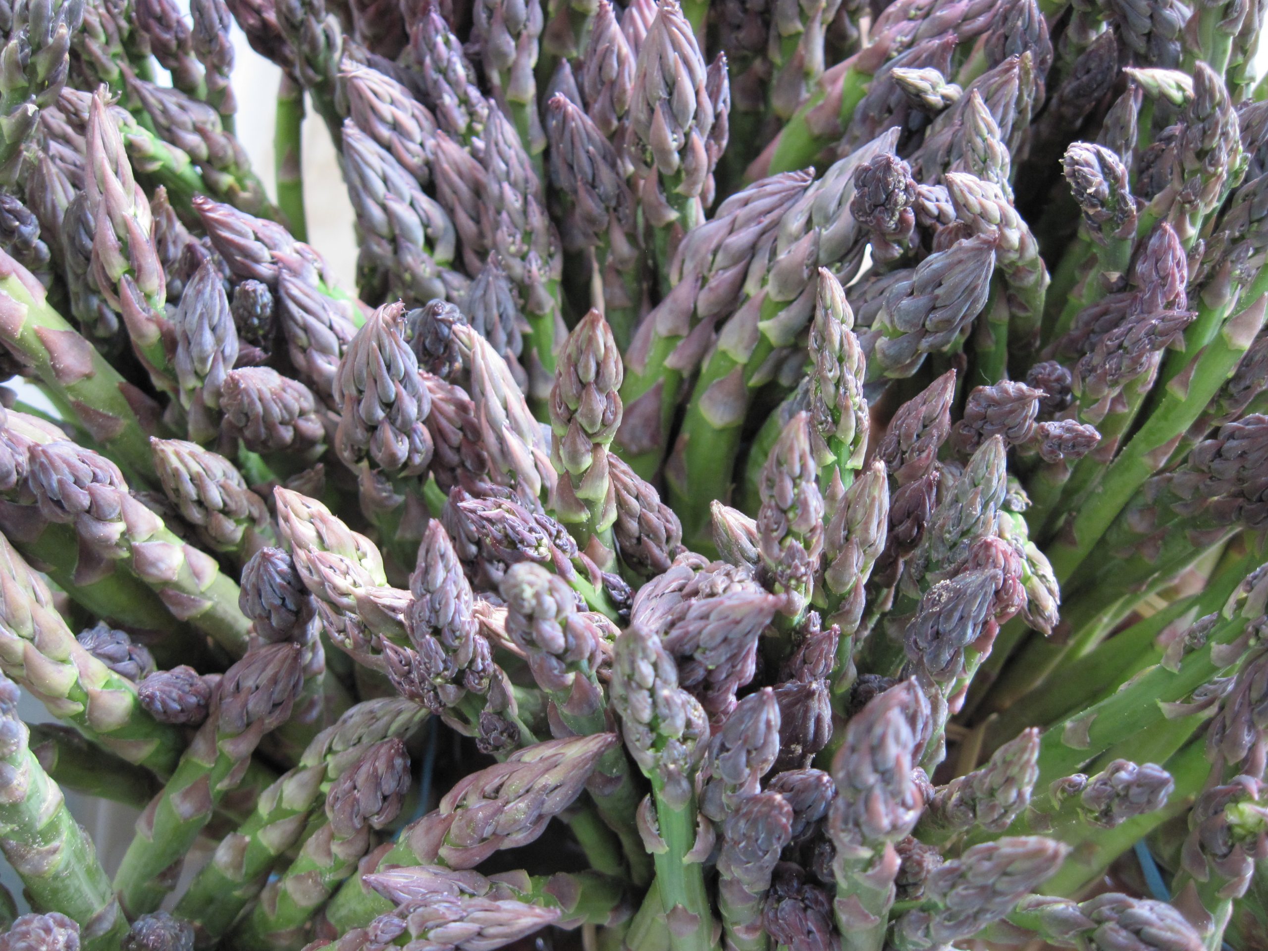 Planting Asparagus Tips for Growing Asparagus