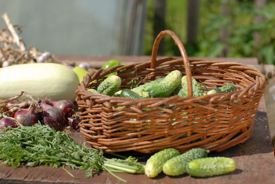 cucumber-basket