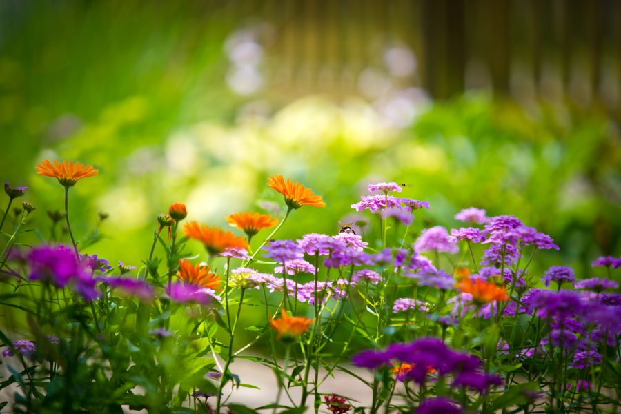 Flower Field