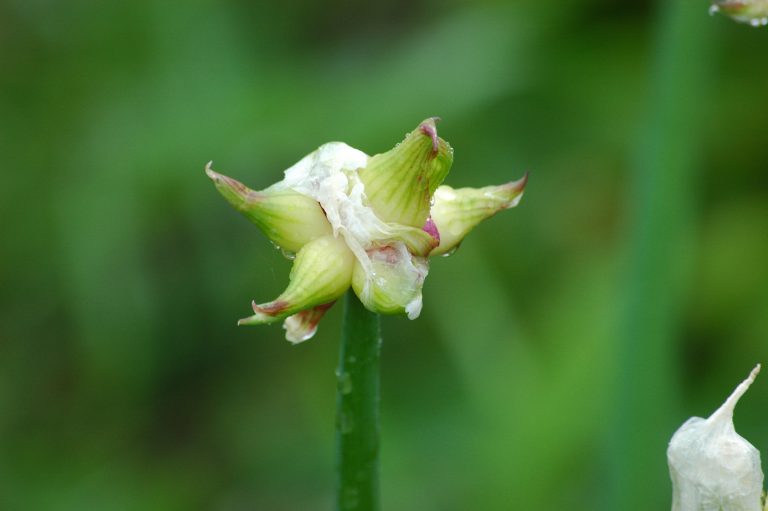 Garlic How To Plant