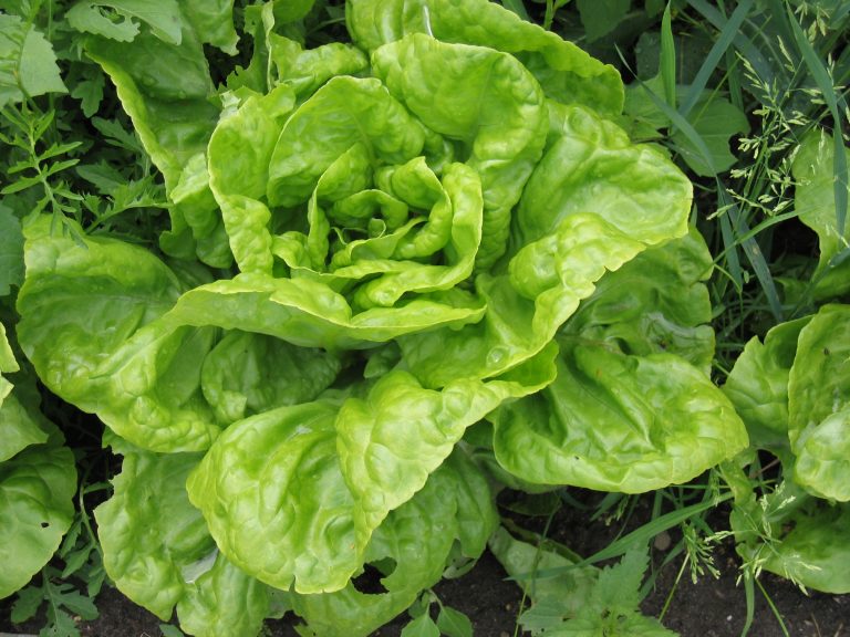 Growing Greens – Lettuce, Mesclun and More