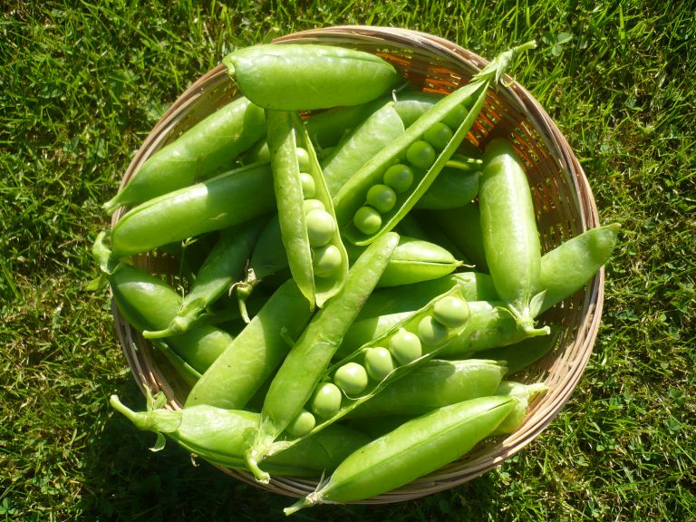 When to Start Pea Seeds