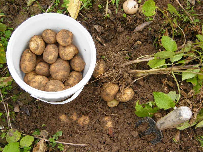 planting potatoes