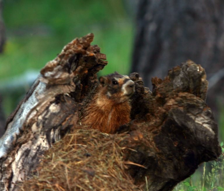 What to do with Woodchucks?